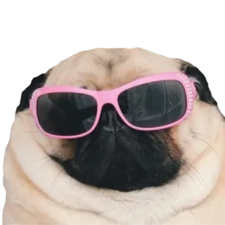 😎 pies, mops, okulary przeciwsłoneczne, zwierzę, słodki telegram sticker