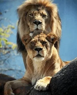 👅 лев, львица, животные, дикая природа, африка, крупные кошки, природа telegram sticker