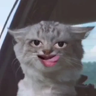 🤤 kot, zwierzę, śmieszne, mem, twarz, język, filtr telegram sticker