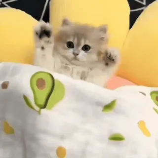 🥱 새끼 고양이, 고양이, 귀여운, 동물, 애완 동물, 베개 whatsapp sticker