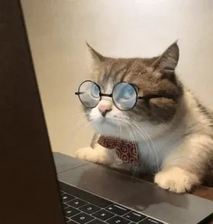 🐈 แมว, แล็ปท็อป, คอมพิวเตอร์, แว่นตา, หูกระต่าย, สัตว์, แมวบ้าน telegram sticker