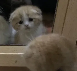 🥺 子猫, 猫, かわいい, 動物, ペット telegram sticker
