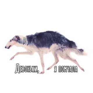Dogs by @dognfox telegram stickers