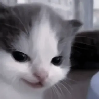 🐈‍⬛ kätzchen, katze, süß, haustier, tier telegram sticker