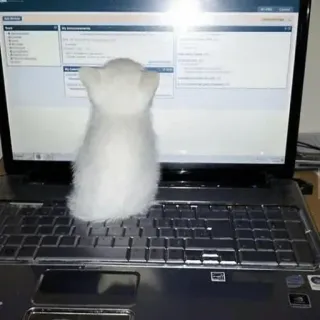 🐈 chat, ordinateur, portable, animal, animal de compagnie, blanc whatsapp sticker