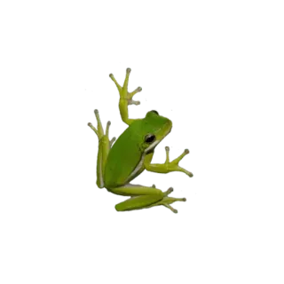 🐸 กบ, สีเขียว, สัตว์, ธรรมชาติ, สัตว์ครึ่งบกครึ่งน้ำ telegram sticker