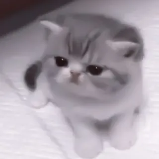 🥠 Katze, Kätzchen, Tier, süß, Haustier, Haustier telegram sticker