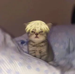 😑 Katze, Kätzchen, Tier, Haustier, süß, lustig whatsapp sticker