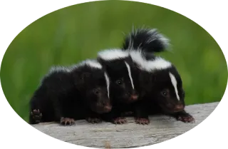 🙊 скунс, животное, дикая природа, млекопитающее, милый, природа telegram sticker