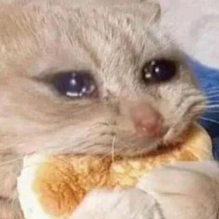 😿 chat, triste, pain, mème, animal, mignon telegram sticker