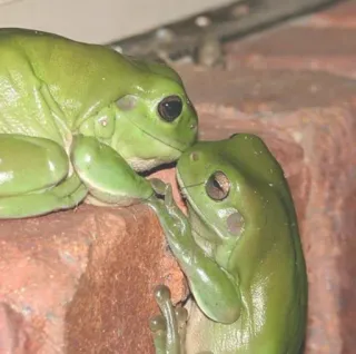 💕 kikkers, amfibieën, dieren, wilde dieren, natuur, groen telegram sticker