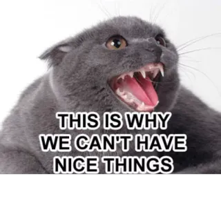 😠 THIS IS WHY WE CAN'T HAVE NICE THINGS chat, mème, drôle, en colère, animal de compagnie, texte, humour telegram sticker