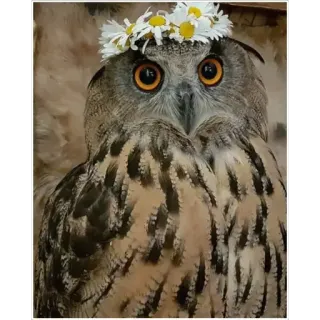 🎉 owl, bird, nature, flower crown, daisy, cute, animal, wildlife, spring telegram sticker