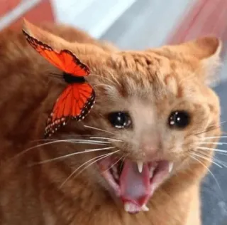 Sad cats @sticker_pack_channel — @stckrRobot whatsapp stickers