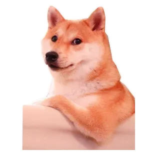 😎 собака, сиба ину, животное, питомец, милый telegram sticker