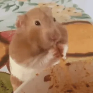 🐹 hamster, animal, cute, rodent, pet, eating telegram sticker