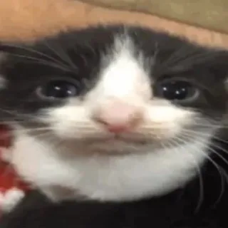 😶 Maxwell the Cat whatsapp sticker