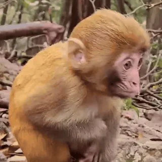 😰 mono, animal, fauna, naturaleza, primate telegram sticker