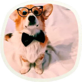 🤓 корги, собака, очки, бабочка, животное, милый, питомец telegram sticker