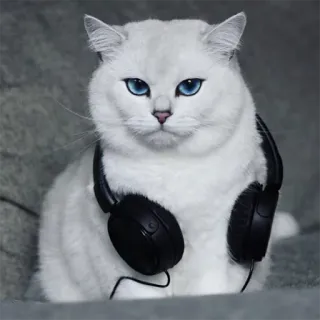 🎧 gato, fones de ouvido, animal, gato branco, animal de estimação, fofo, gato doméstico telegram sticker