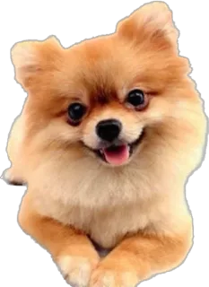 🫶 หมา, ปอมเมอเรเนียน, น่ารัก, สัตว์, สัตว์เลี้ยง, ปุย telegram sticker