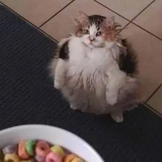 🥣 gatto, animale, divertente, carino, animale domestico, ciotola, cereali telegram sticker