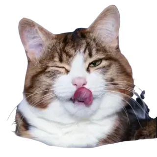 🤤 gato, animal, animal de estimação, piscar, lambendo telegram sticker