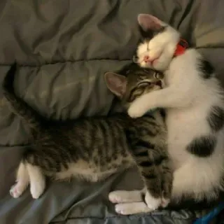 🐱 cats, kittens, sleeping, hugging, animals, cute, domestic animals telegram sticker