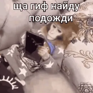 🐵 ща гиф найду подожди mono, tableta, gracioso, animal, meme whatsapp sticker