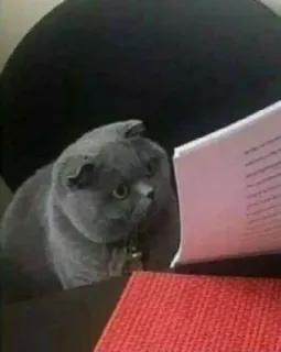 😶 cat, reading, paper, desk, animal, domestic cat telegram sticker