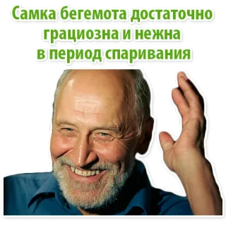 🙀 Самка бегемота достаточно грациозна и нежна в период спаривания ฮิปโป, สัตว์, ตลก, มีม, รัสเซีย whatsapp sticker