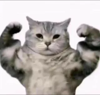 💪 chat, muscles, drôle, mème, animal, animal de compagnie telegram sticker