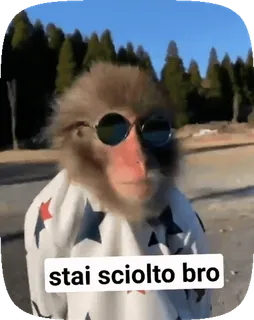😎 stai sciolto bro mono, gafas de sol, cool, italiano, stai sciolto bro, animal whatsapp sticker