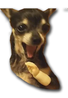 😱 dog, chihuahua, animal, meme telegram sticker