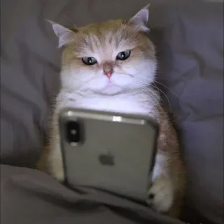 🐈 猫, 手机, 动物, 科技, 宠物, 网络 telegram sticker