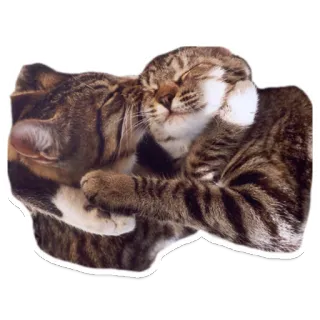 😘 고양이, 동물, 사랑, 귀여운, 애완 동물, 포옹 telegram sticker