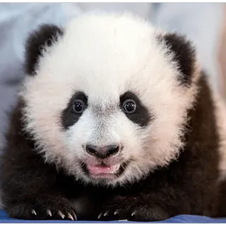 😃 Panda, Animal, Bebê panda, Fofo, Vida selvagem, Urso telegram sticker