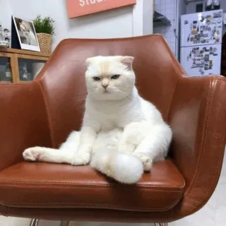 💓 кот, животное, питомец, домашняя кошка, белый кот, сидит, стул whatsapp sticker