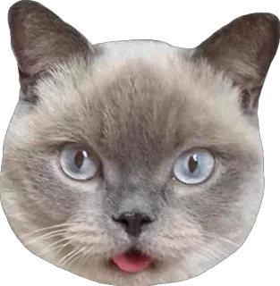 😛 Katze, Tier, Zunge, süß, Aufkleber, Haustier, Kätzchen telegram sticker