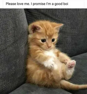 🐱 Please love me. I promise I'm a good boi kitten, cute, cat, animal, pet, good boi telegram sticker