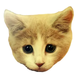 👏 고양이, 새끼 고양이, 동물, 귀여운, 애완 동물, 고양이과 telegram sticker