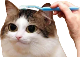 😏 cat, toothbrush, pet, animal, domestic animal, grooming, funny telegram sticker