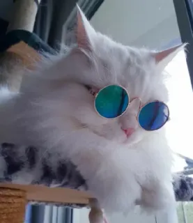 🌸 猫, サングラス, 動物, ペット, かっこいい, 白, ふわふわ telegram sticker