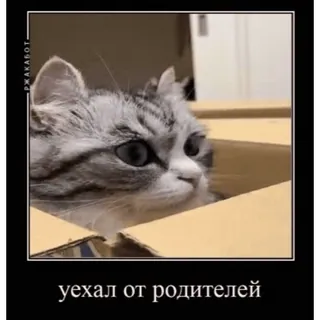 🤿 уехал от родителей chat, chaton, boîte, mème, drôle, animal de compagnie, quitter la maison telegram sticker