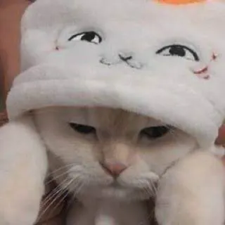 😂 chat, chaton, animal, animal de compagnie, mignon, chapeau telegram sticker
