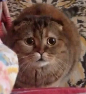 👀 gato, animal de estimação, animal, fofo, mamífero, doméstico telegram sticker
