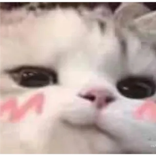 👛 고양이, 귀여운, 동물, 애완동물, 새끼 고양이, 볼 빨개짐, 밈 whatsapp sticker