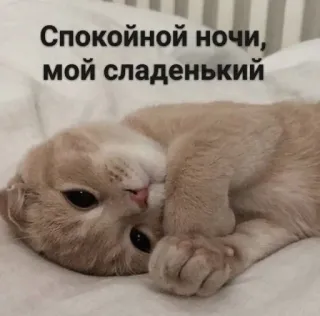 😴 Спокойной ночи, мой сладенький kucing, selamat malam, lucu, mengantuk, hewan peliharaan, binatang telegram sticker