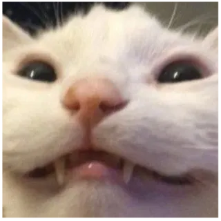 😁 cat, animal, funny, meme, white, teeth telegram sticker