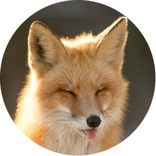 😝 лиса, животное, природа, дикая природа, язык, милый, мем whatsapp sticker